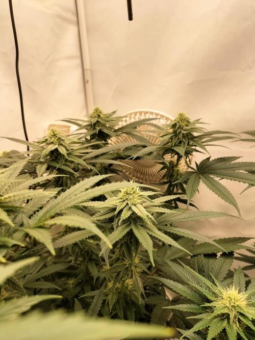 Amnesia Haze Fast. Week 9