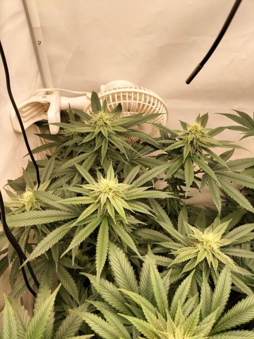 Amnesia Haze Fast. Week 9