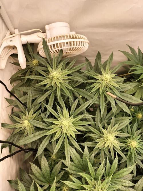 Amnesia Haze Go Fast. Week 9