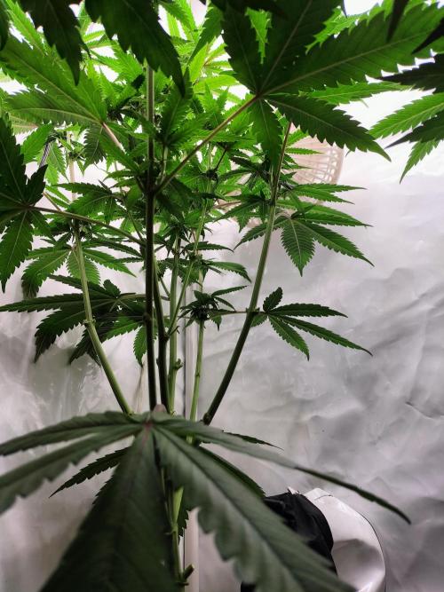 Amnesia Haze Fast. Week 9