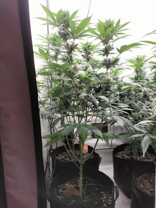 Zkittlez. Week 9
