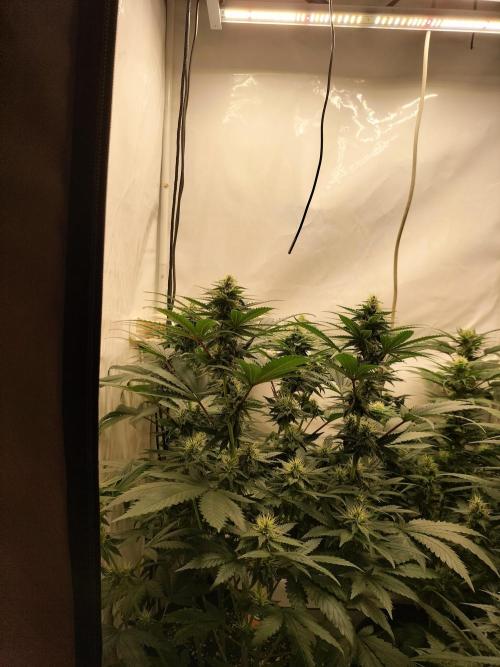 Zkittlez. Week 9