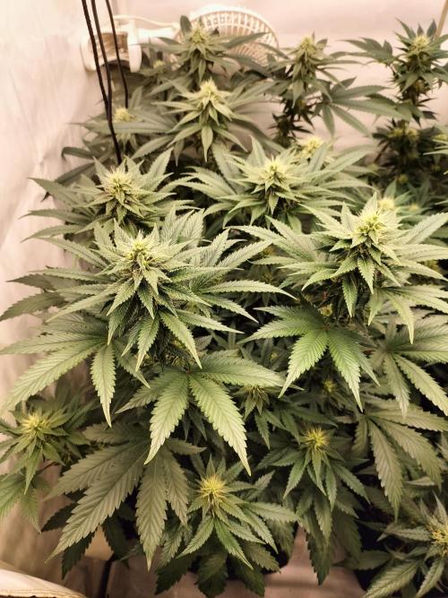 Zkittlez. Week 9