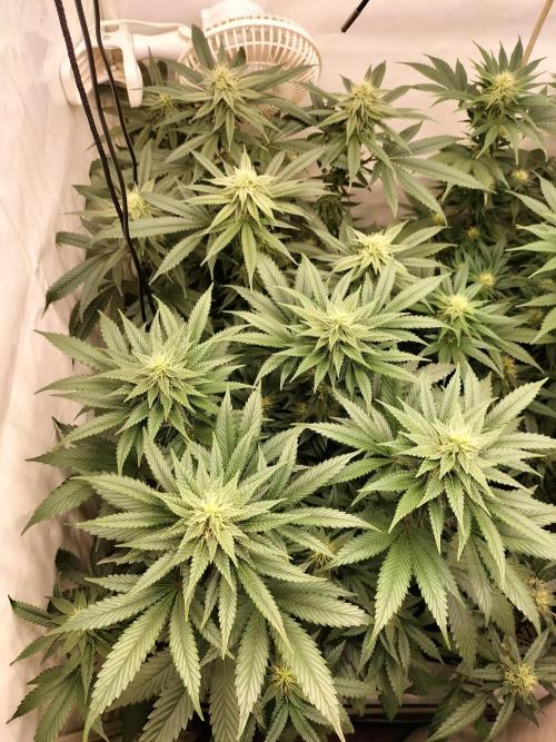 Zkittlez. Week 9