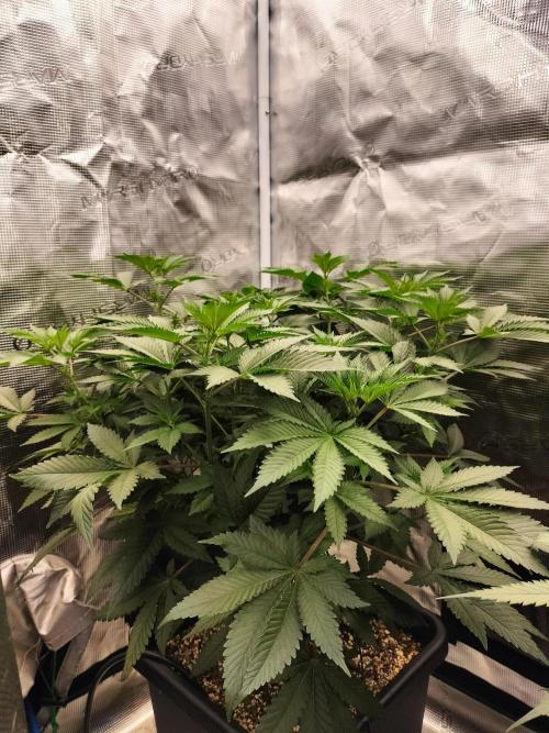 Monkey Grease. Week 8