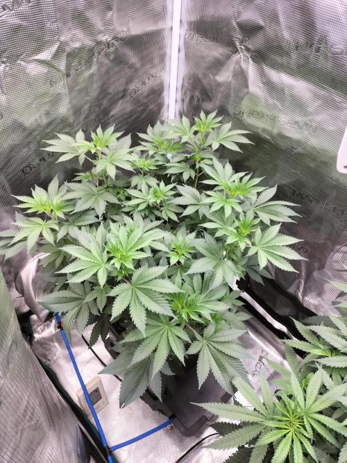 Monkey Grease. Week 8
