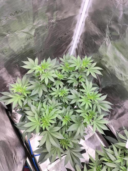 Monkey Grease. Week 8