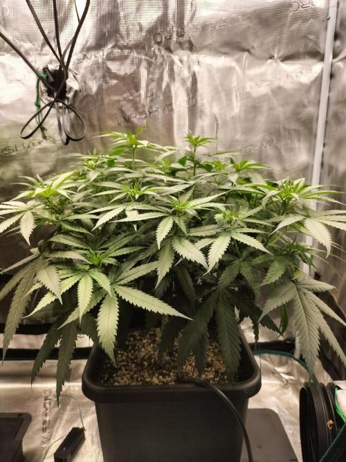 Papaya Jealousy. Week 8