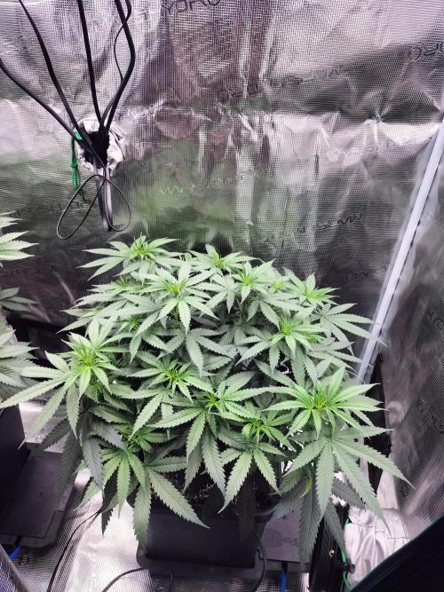 Papaya Jealousy. Week 8