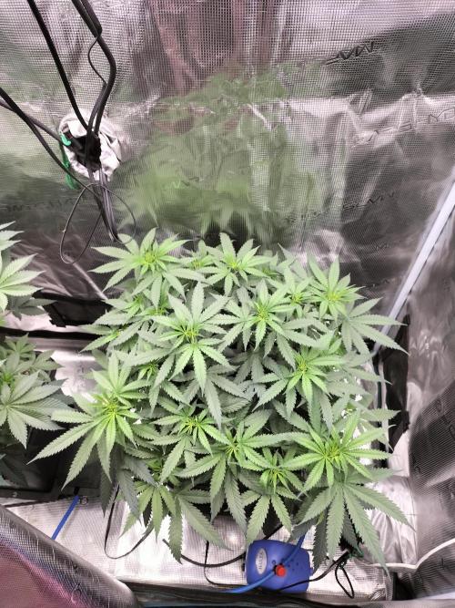Papaya Jealousy. Week 8