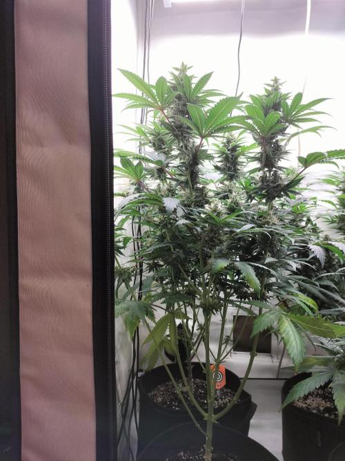 Zkittlez. Week 10