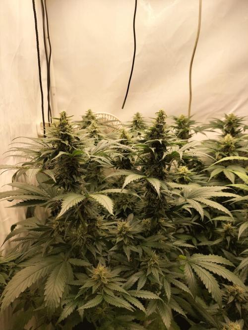 Zkittlez. Week 10