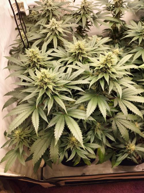 Zkittlez. Week 10