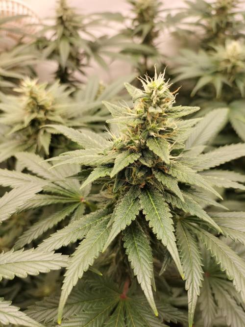 Zkittlez. Week 10
