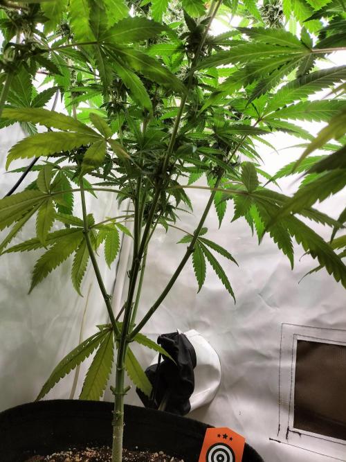 Amnesia Haze Fast. Week 10