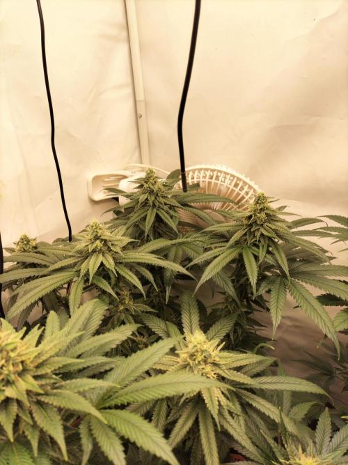Amnesia Haze Fast. Week 10