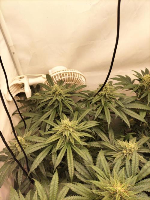 Amnesia Haze Fast. Week 10
