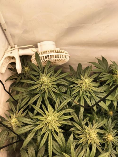 Amnesia Haze Go Fast. Week 10