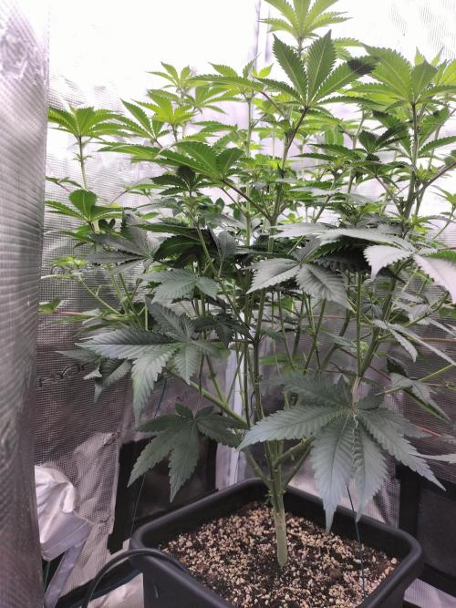 Monkey Grease. Week 9