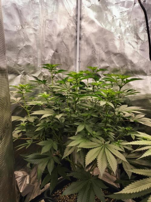 Monkey Grease. Week 9