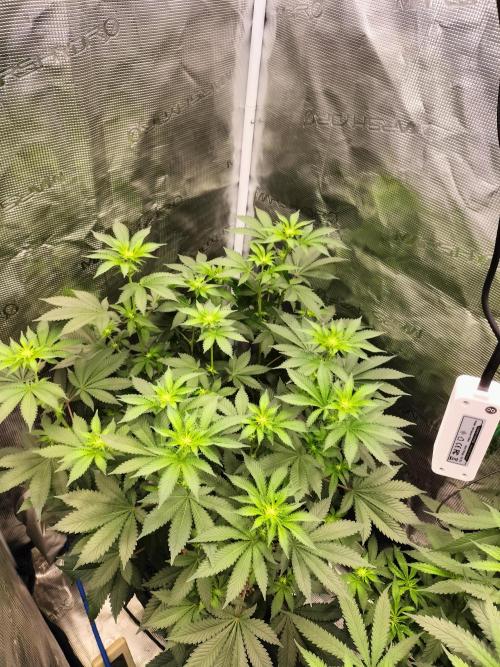 Monkey Grease. Week 9