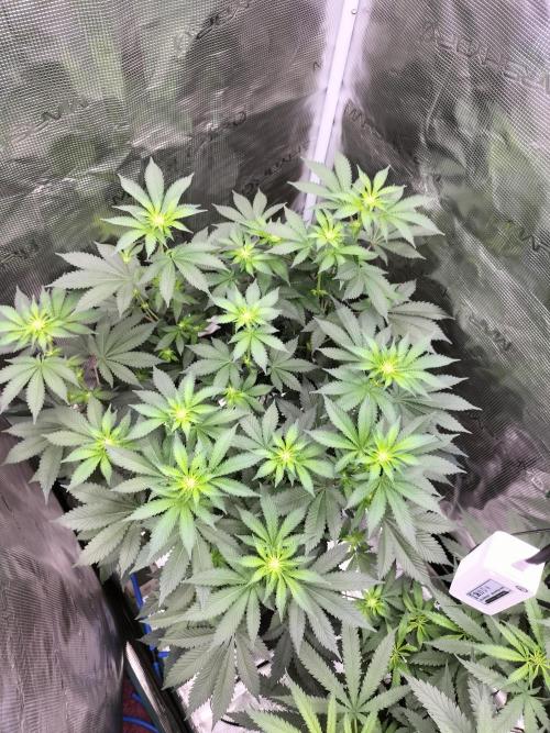 Monkey Grease. Week 9