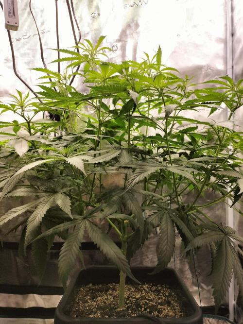 Papaya Jealousy. Week 9