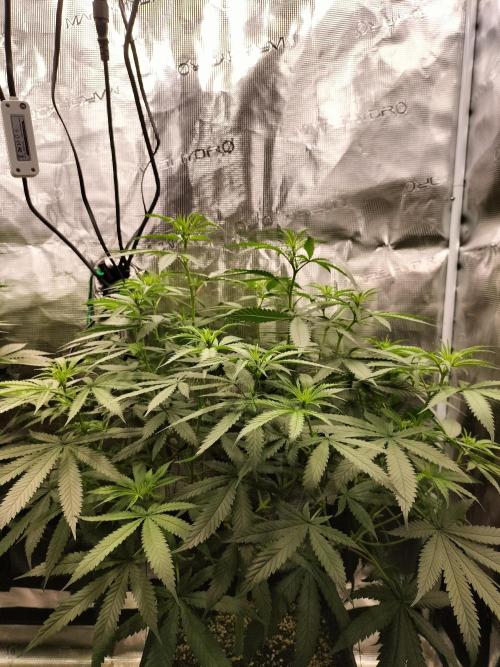 Papaya Jealousy. Week 9