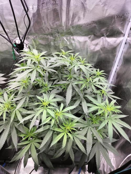 Papaya Jealousy. Week 9