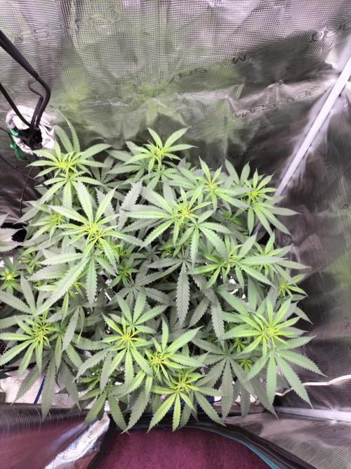 Papaya Jealousy. Week 9