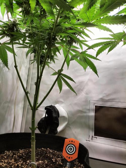 Amnesia Haze Fast. Week 11