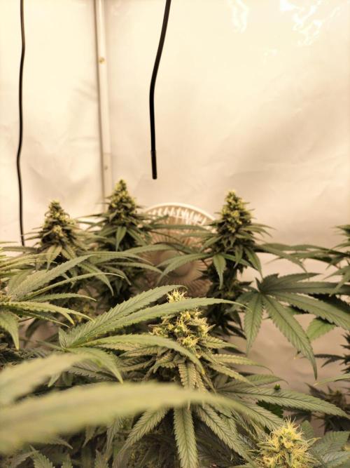 Amnesia Haze Fast. Week 11