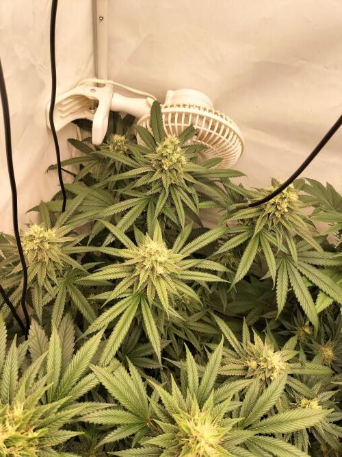 Amnesia Haze Fast. Week 11