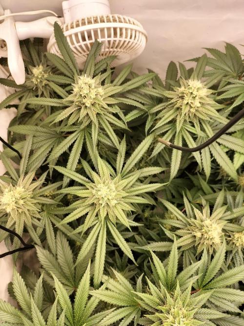 Amnesia Haze Fast. Week 11