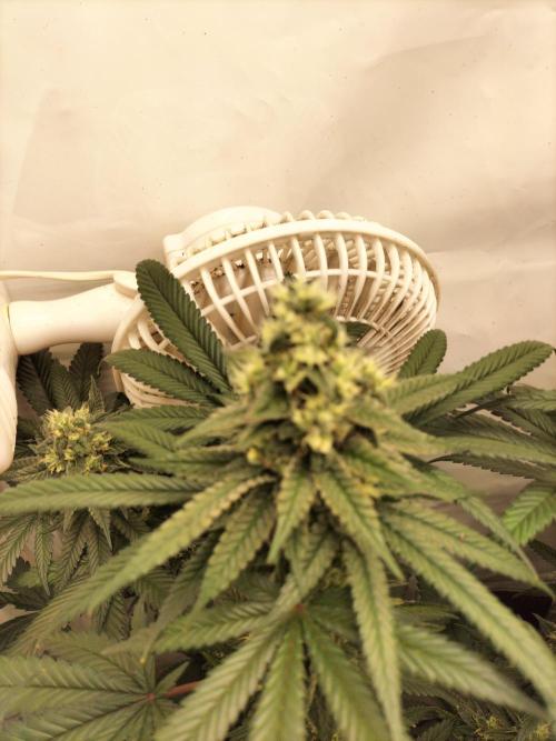 Amnesia Haze Fast. Week 11