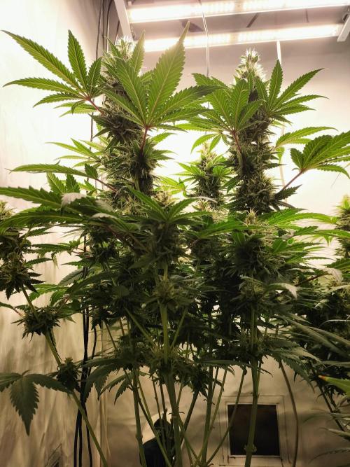 Zkittlez. Week 11