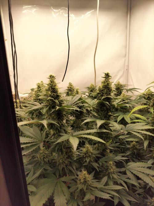 Zkittlez. Week 11