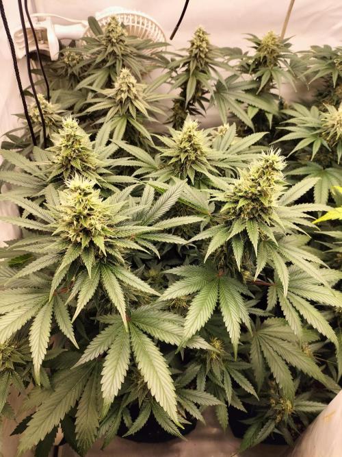 Zkittlez. Week 11