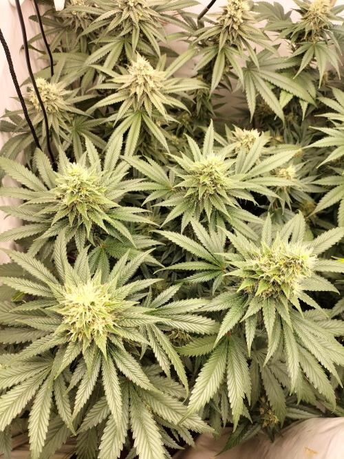 Zkittlez. Week 11