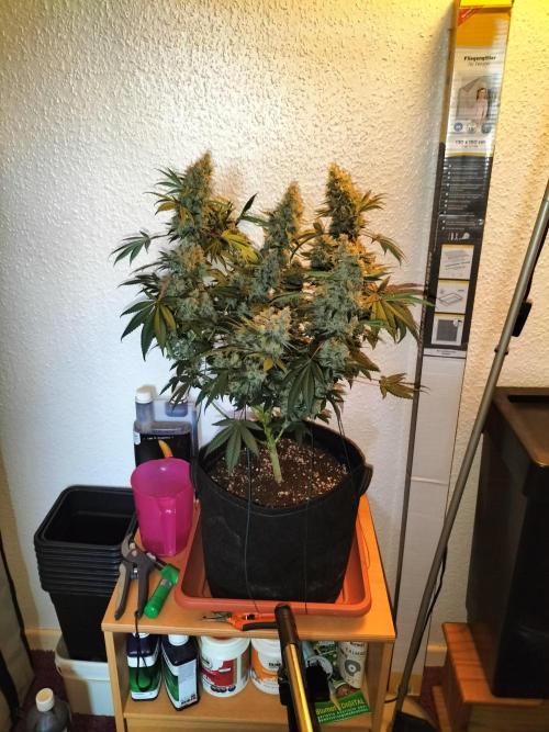 Tropical Ice Cream. Week 15