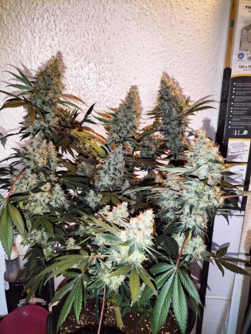 Tropical Ice Cream. Week 15