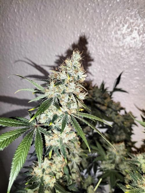 Tropical Ice Cream. Week 15