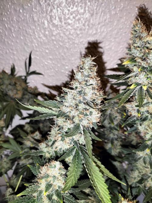 Tropical Ice Cream. Week 15