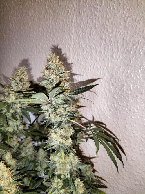 Tropical Ice Cream. Week 15
