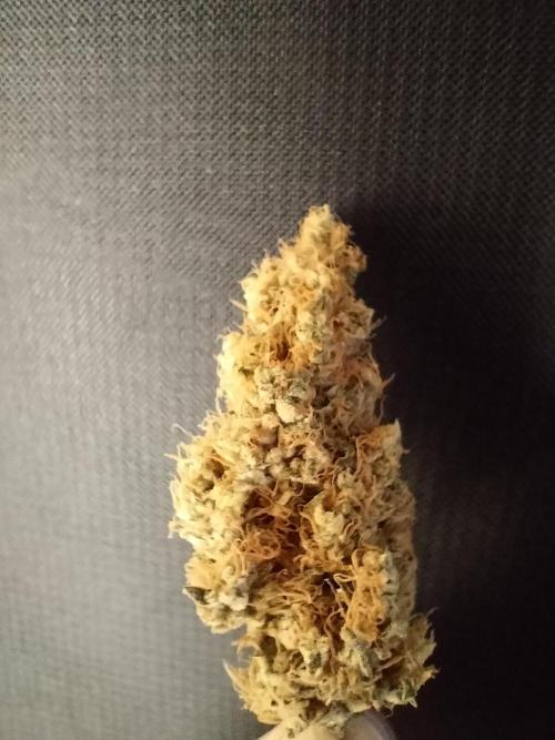 Tropical Ice Cream. Week 15
