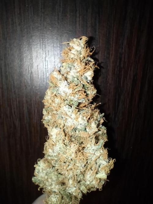 Tropical Ice Cream. Week 15