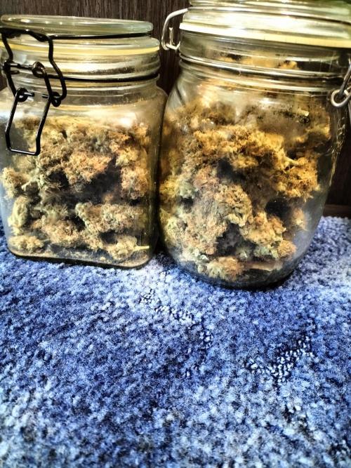 Tropical Ice Cream. Week 15
