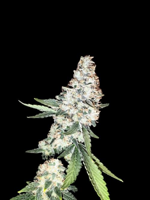 Tropical Ice Cream. Week 15