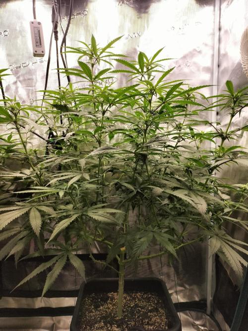 Papaya Jealousy. Week 10