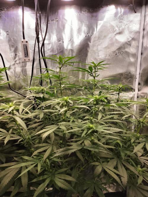 Papaya Jealousy. Week 10